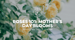 Roses 101: Mother's Day Blooms, Nashville