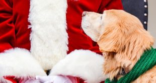 Daytime Dog Visits with Santa at Cheekwood
