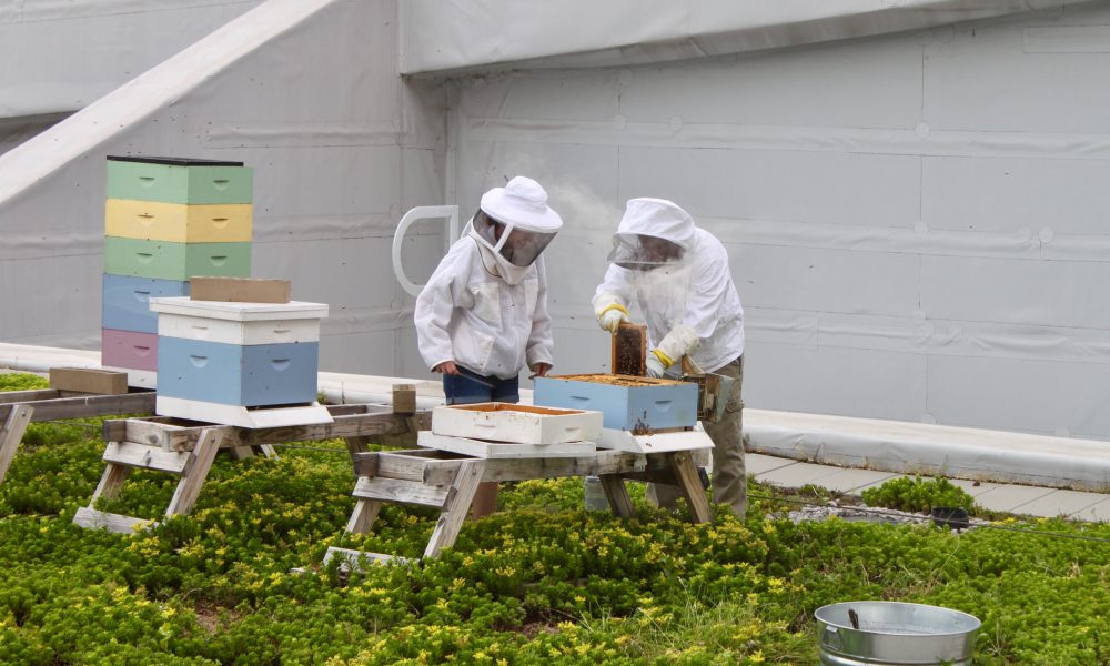 National Honey Bee Day and Honey Harvesting at the Nashville Music City